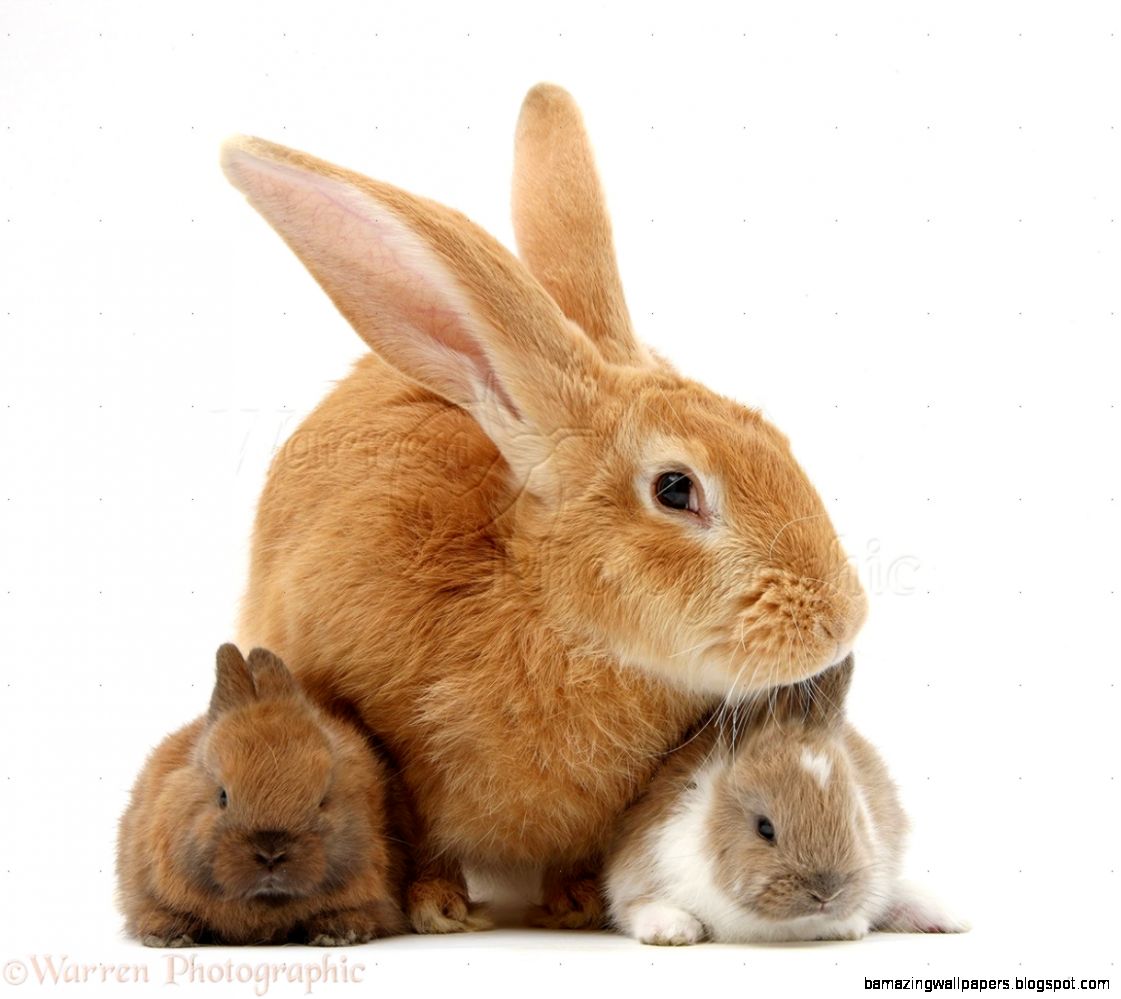 Flemish Giant Rabbit Lovely Pets 8226 Flemish Giant Rabbit Lovely Pets 8226