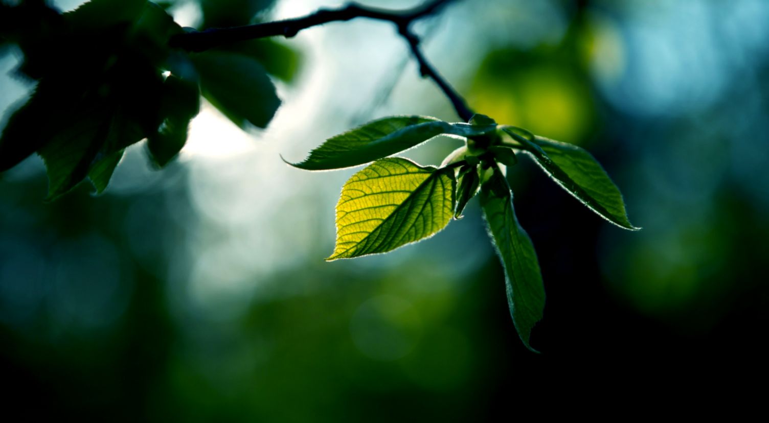 Beautiful HD Wallpaper 49335 Flowers and leaves Flowers Beautiful HD Wallpaper 49335 Flowers and leaves Flowers