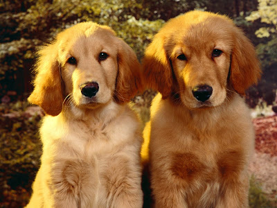 Golden Retriever Puppy Wallpapers
