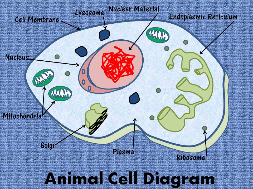 the animal cell diagram