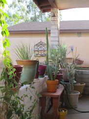 Mom's patio in Phoenix, AZ