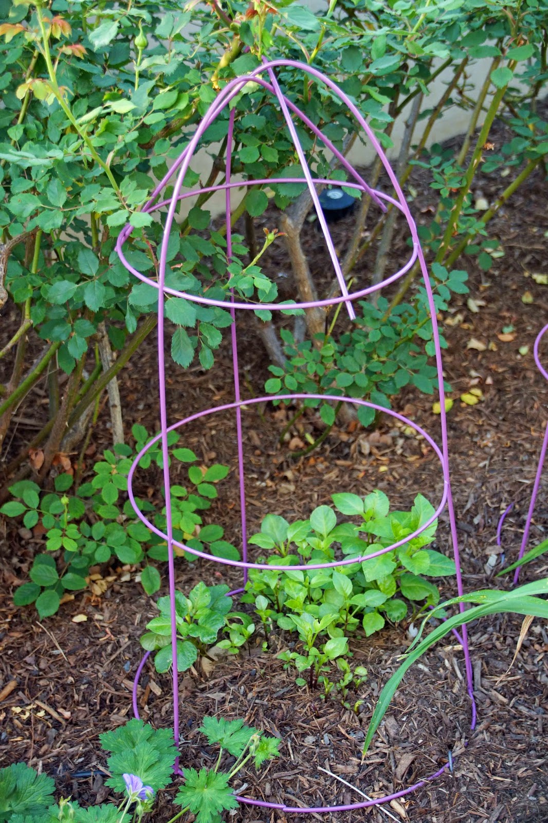 A Visit From Planta Claus!