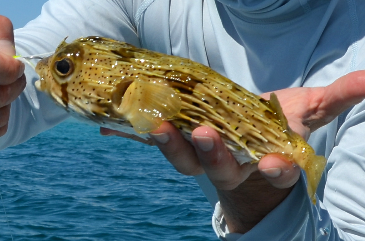 Steel Stuff You Catch in Mexico When Not Catching Roosterfish