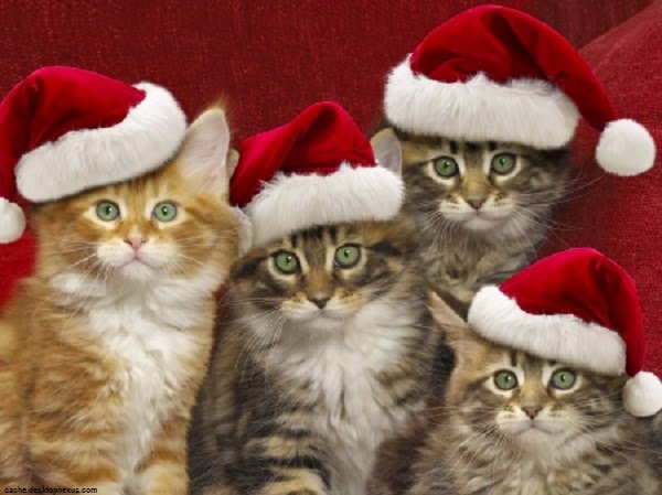 Fond d’écran chat noël - Photo de chat