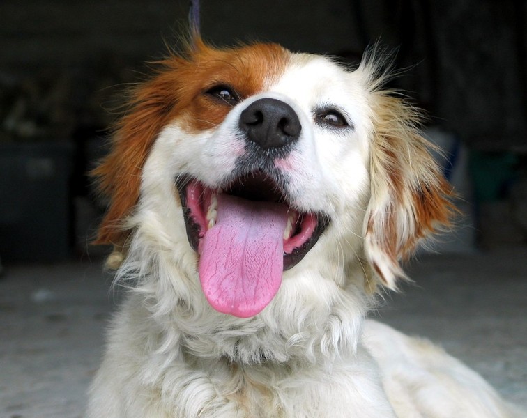 RuppiStruppi ganz schön markig! Von Hunden, Haltern und Kommandos