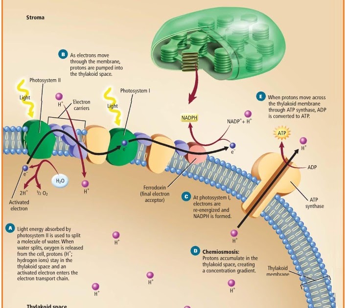 Reaksi Terang Gelap Fotosintesis