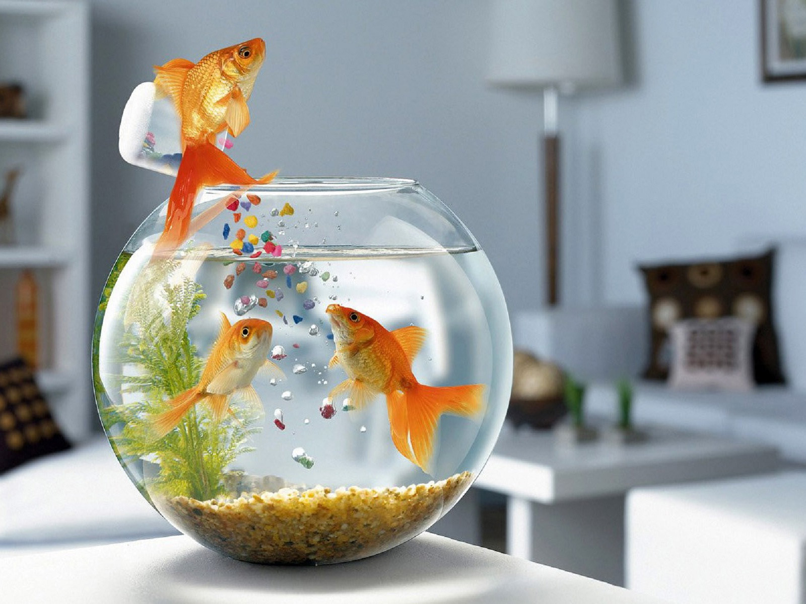 desktop wallpaper met vis die goudvissen voert grappige wallpaper ...