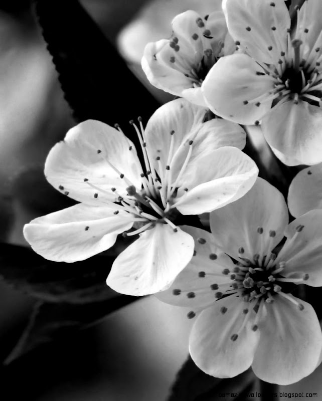 Black and white flower photography Digital Photography Secrets Black and white flower photography Digital Photography Secrets