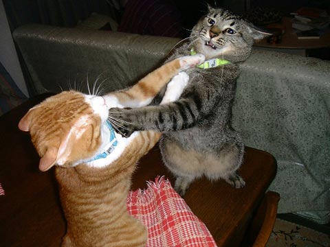 Cat Fight Sounds