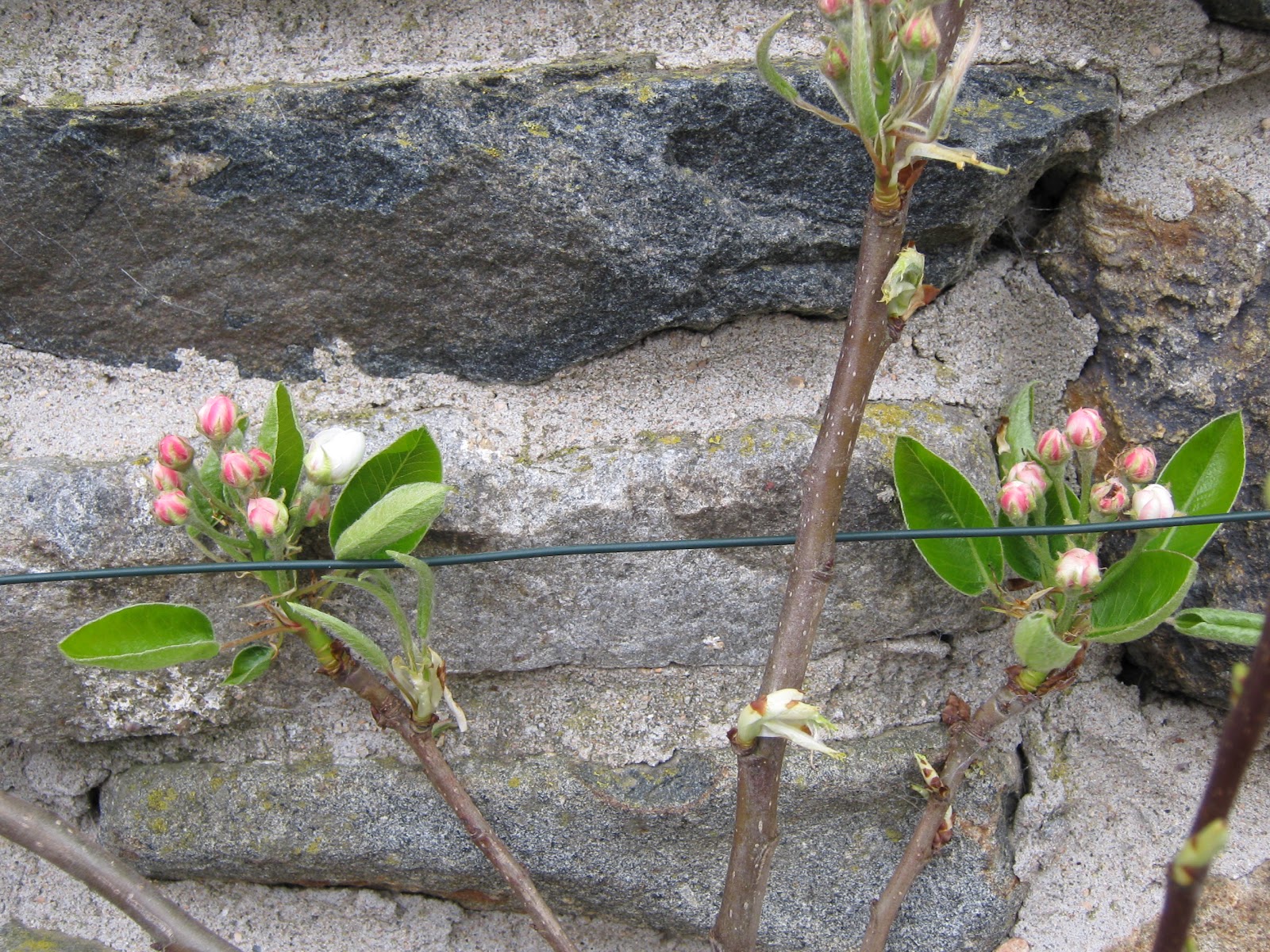 Stue n sma steens: pear blossom, asparagus tips, rhubarb an win Stue asparagus