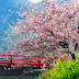 Maret adalah bulan yang tepat untuk menikmati indahnya Sakura