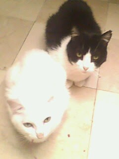 Milton y Kitty