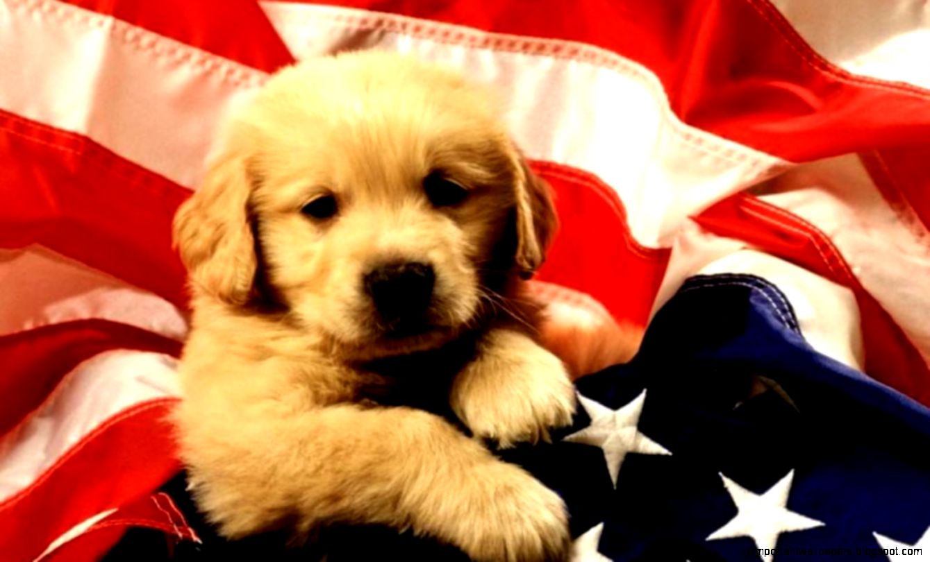 Cute HD National Dog Day Wallpapers for Celebration and Concern Cute HD National Dog Day Wallpapers for Celebration and Concern