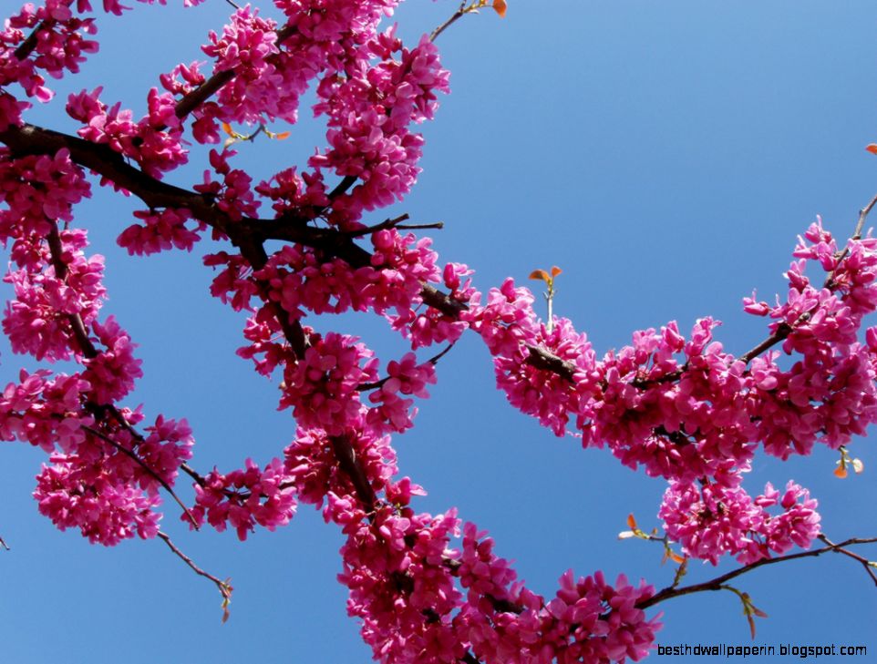 Smith Family Lawn Care Landscaping and Snow Removal HOME PAGE Smith Family Lawn Care Landscaping and Snow Removal HOME PAGE