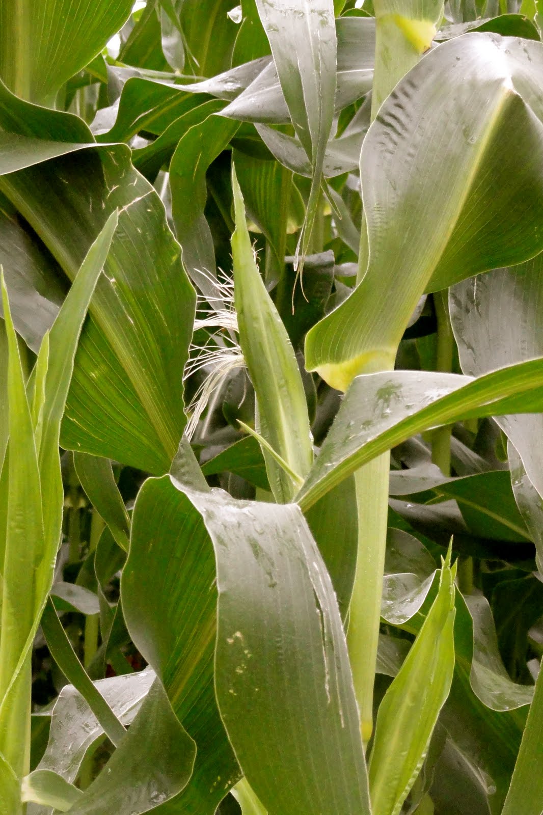 Corn is Tasseling Farmer Bloggers