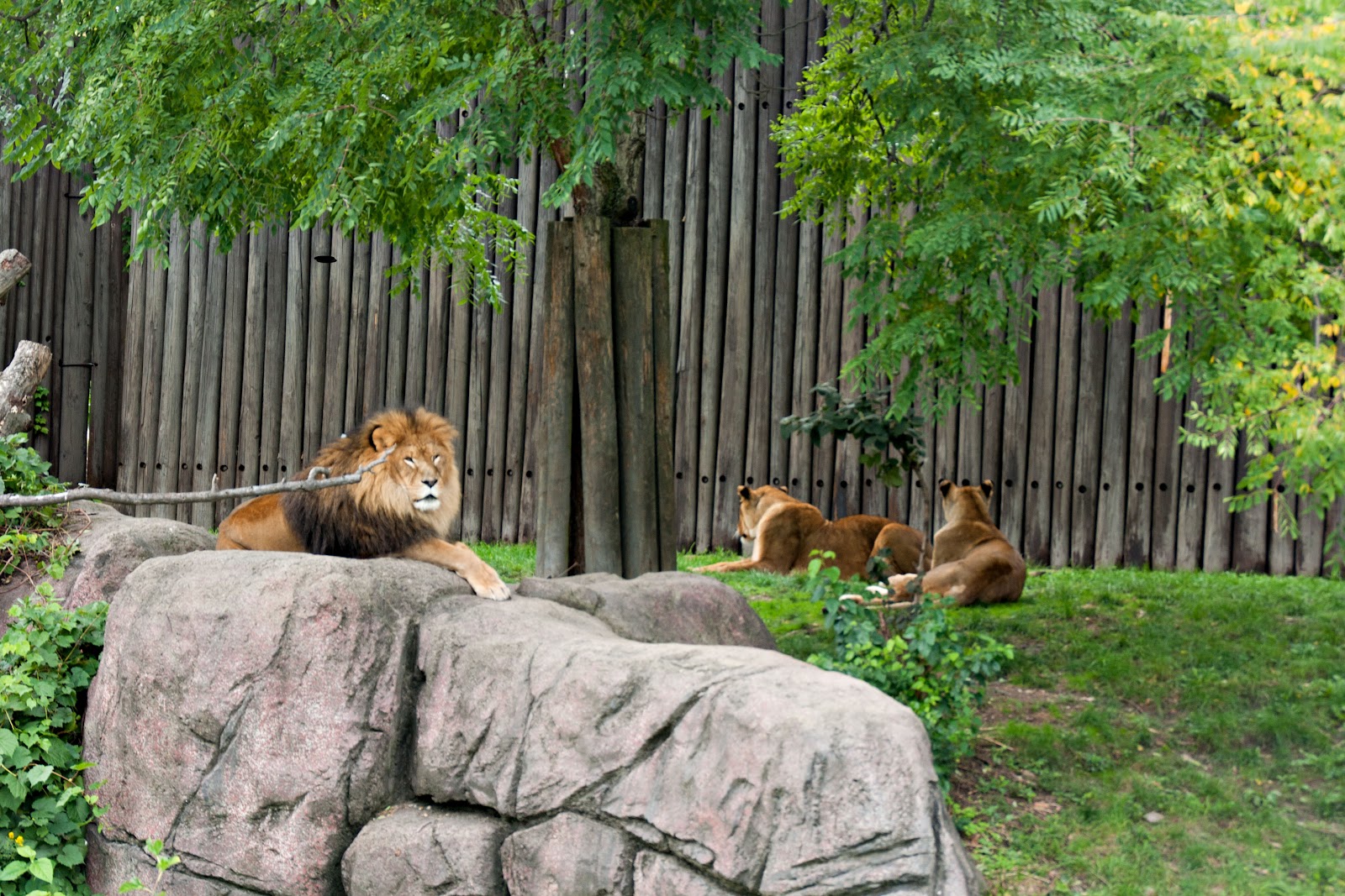 Cleveland City Guide The Cleveland Zoo Coffee + Cleveland