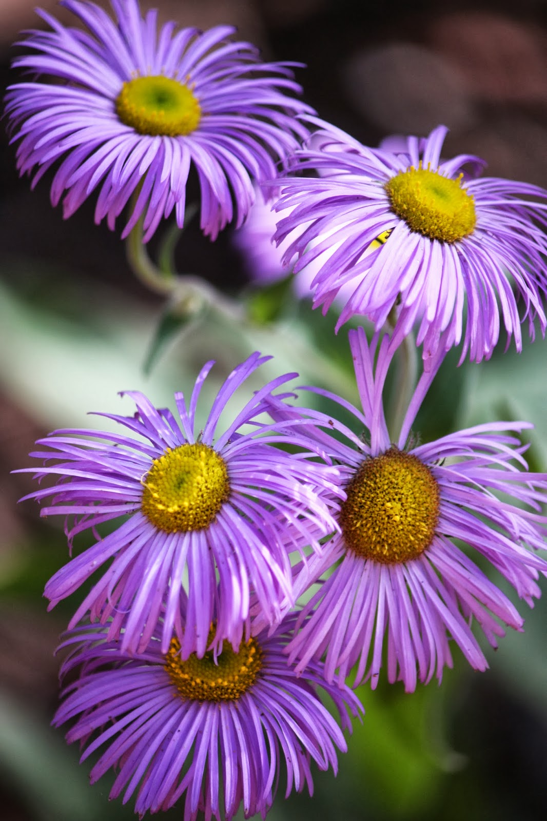 A is for Adventure Chamisa Trail (Santa Fe, New Mexico)