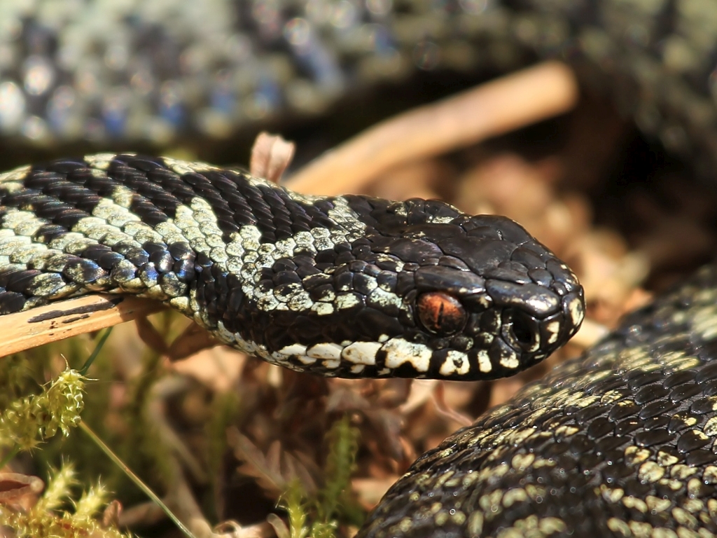 Martin Jump Wildlife Photographer SNAKES ALIVE.