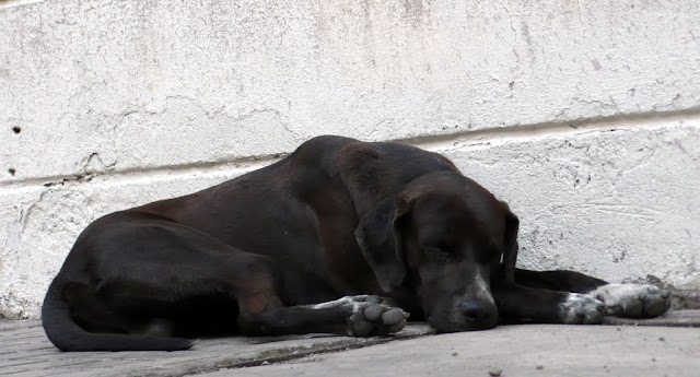 dog street santiago de chile perro callejero