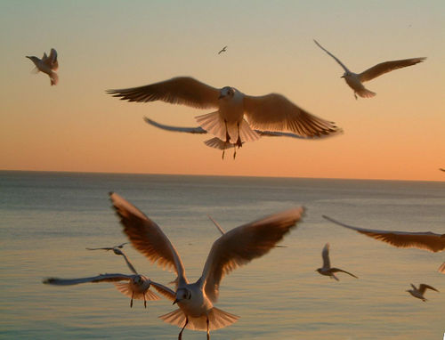 idd_gaviotas.jpg