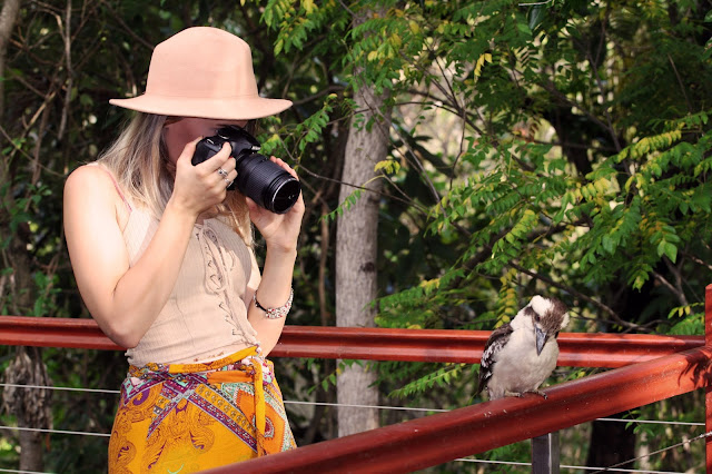 girl photographing wild kookaburra girl photographing wild kookaburra