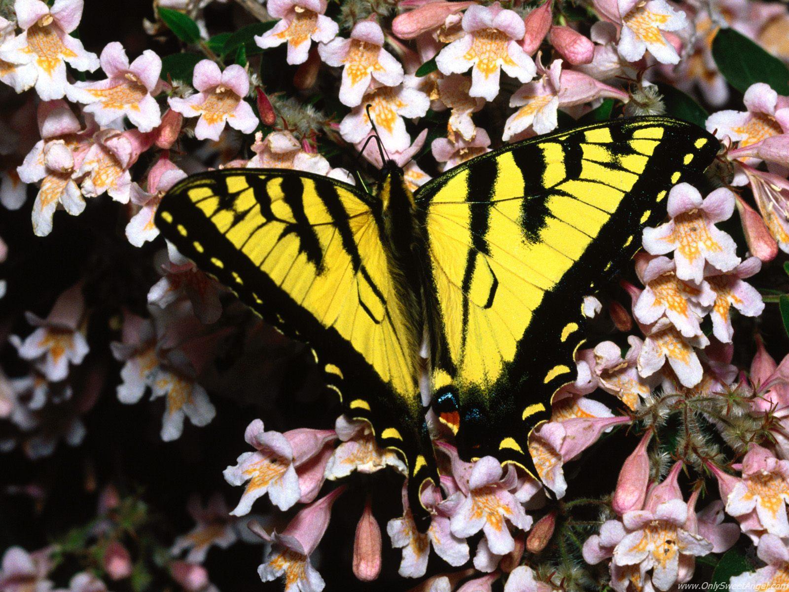 butterflies_wallpaper_Click on ...