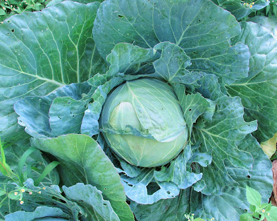 Cabbage in the Garden