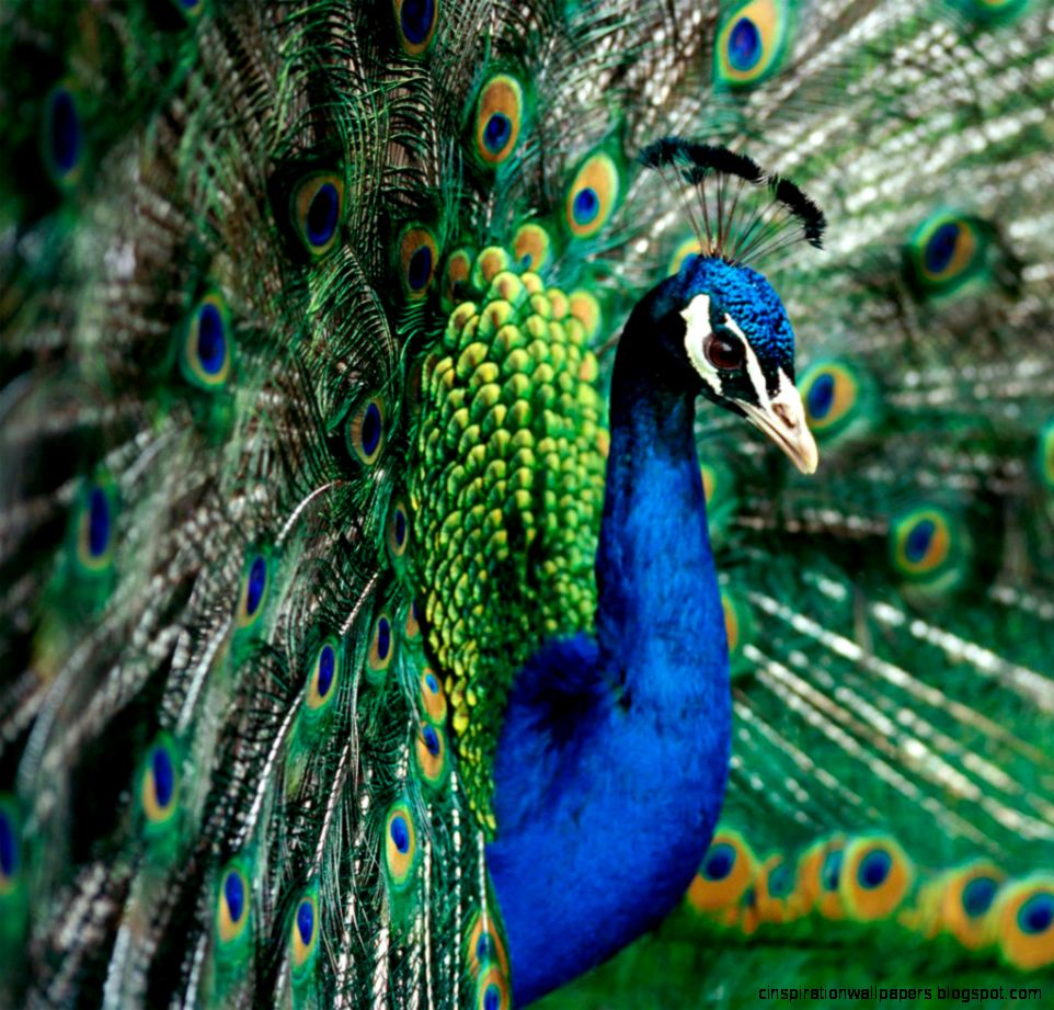 Peafowl Indian Peacock Peafowl Indian Peacock