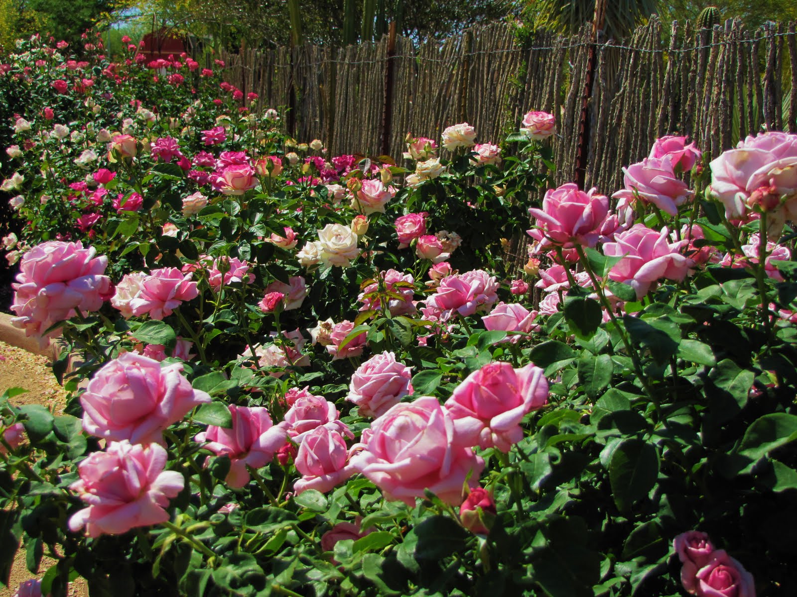 Las Aventuras A Rose Garden in Tucson