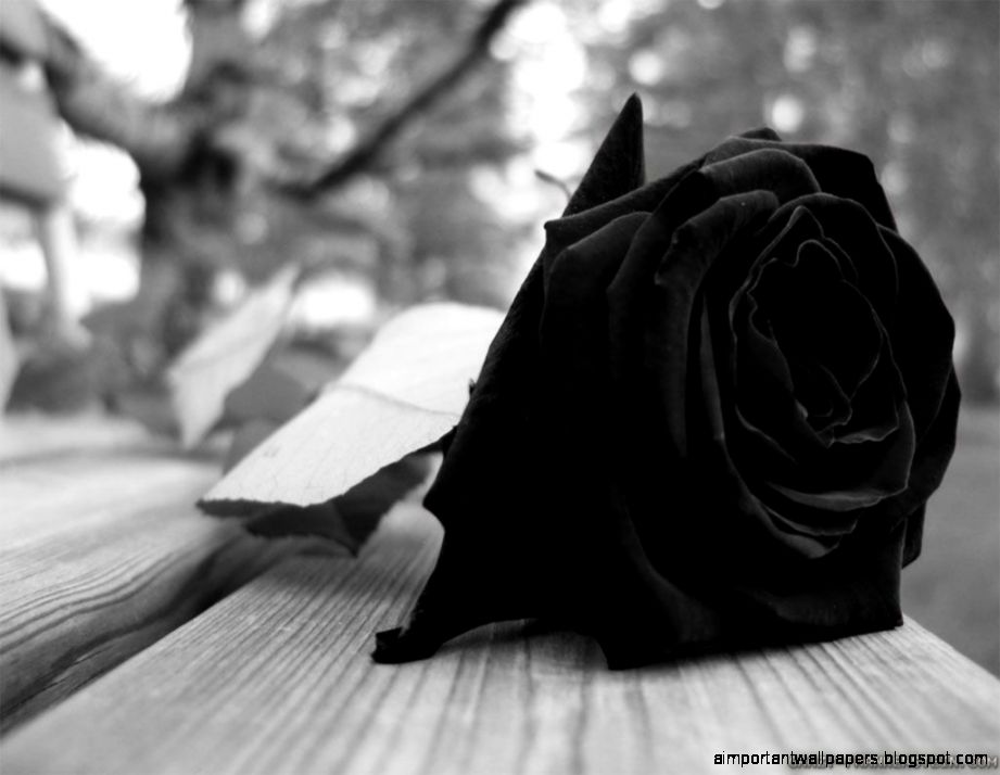 Black Rose Wallpapers Wallpaper Cave Black Rose Wallpapers Wallpaper Cave