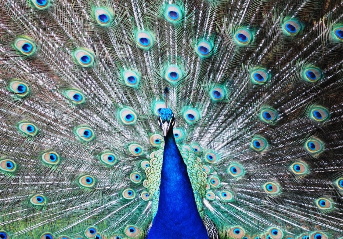 QQ Wallpapers: Peacock Wallpaper