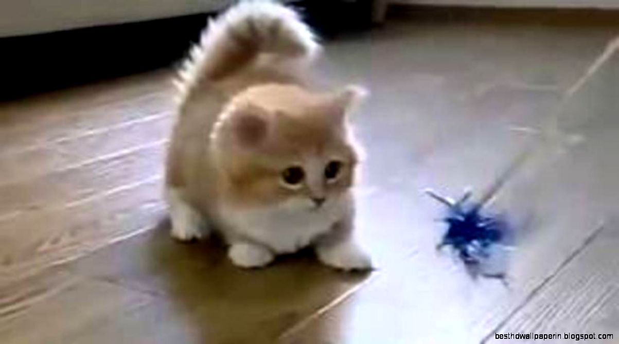 Funny Cat Video Clips