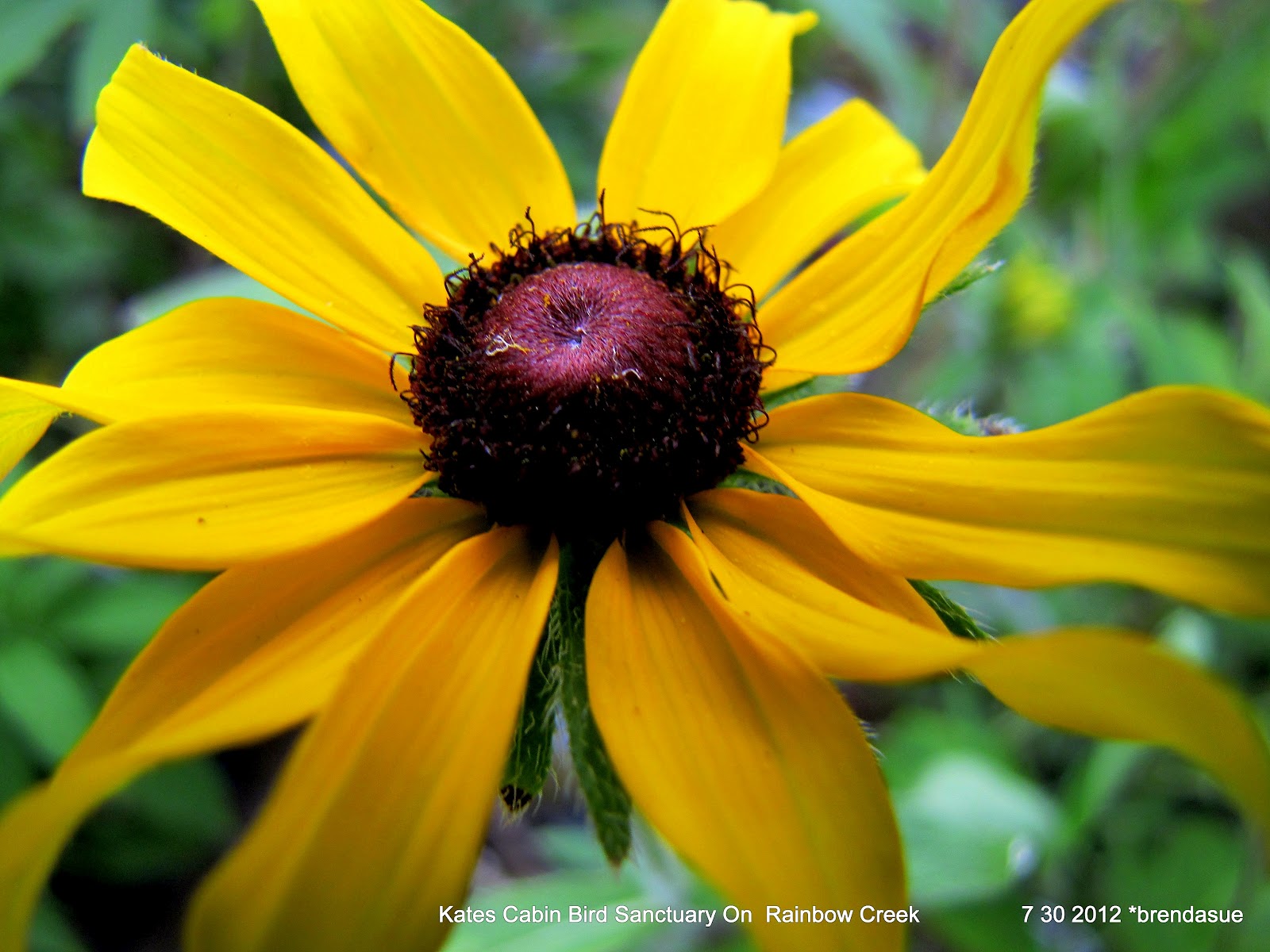 katescabinbirdsanctuaryintexas Hot Texas Wildflowers in August
