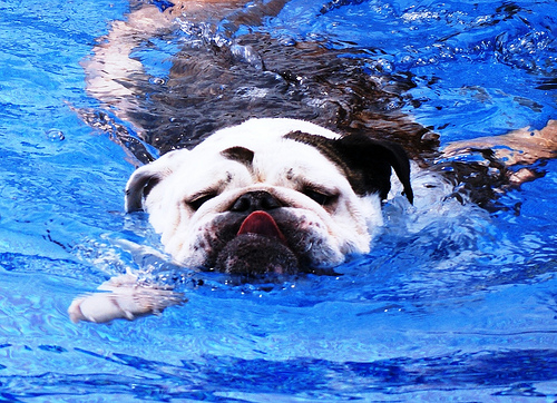 Doggie Paddle