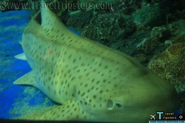 oceanarium oceanarium