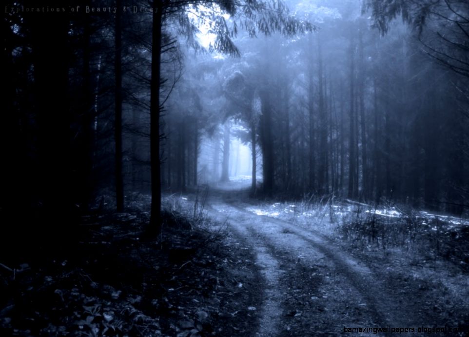 dark winter forest wallpaper amazing wallpapers