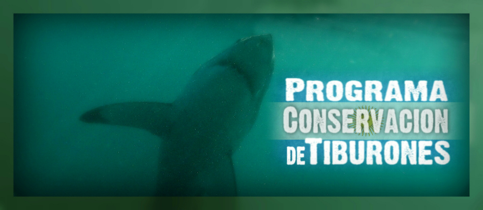 Shark Conservation Program (Argentina)