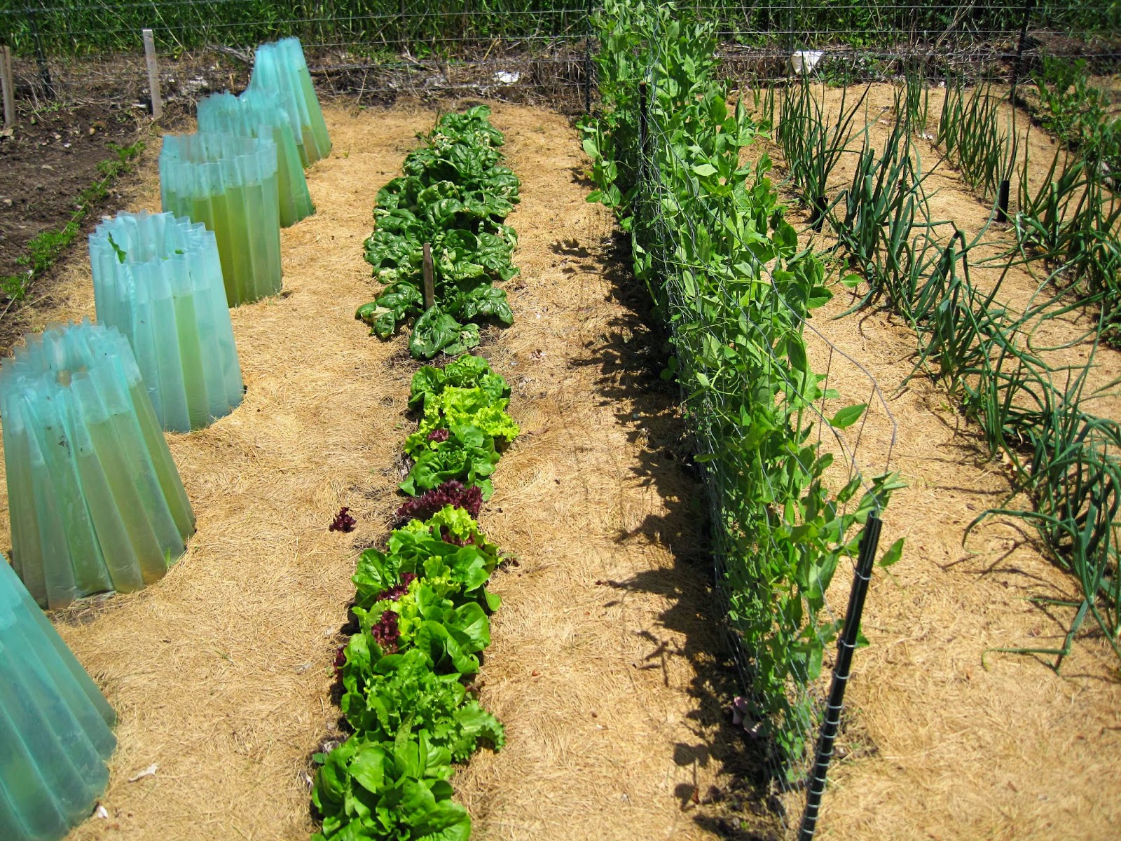 Growing Spinach and Lettuce {Watch My Garden Grow Series} Chronicles