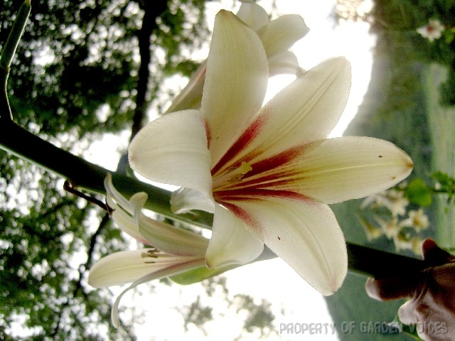 Images Lilies