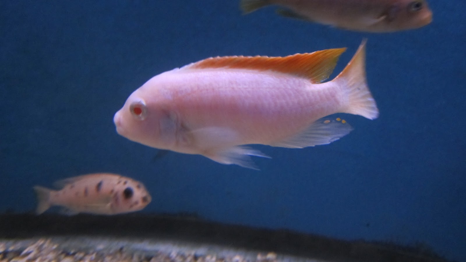 Ice Blue Albino