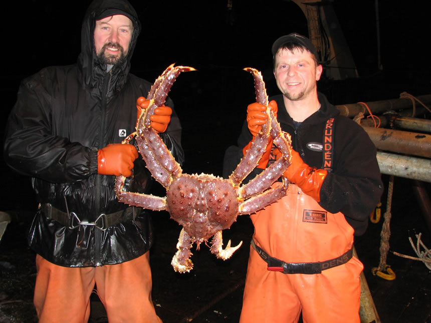 Baby King Crab