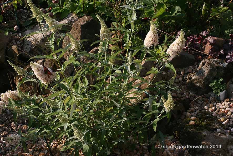Heave And Hoe The Invasive Butterfly Bush