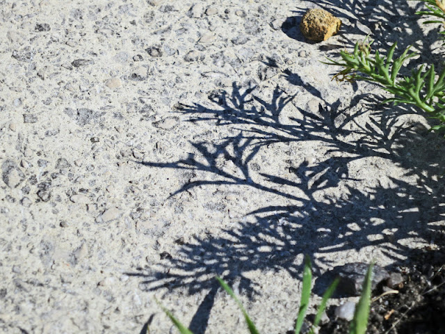 Plant and its shadow in the road