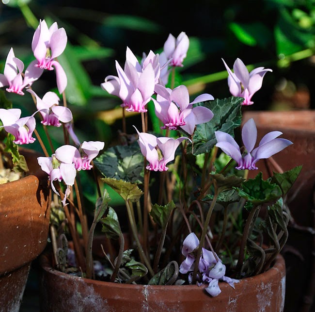 Using Georgia Native Plants Oakleaf Hydrangea A Four Season Shrub