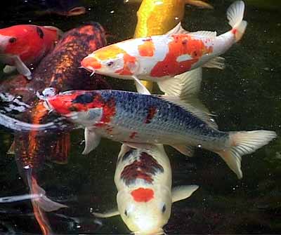 Koi Carps