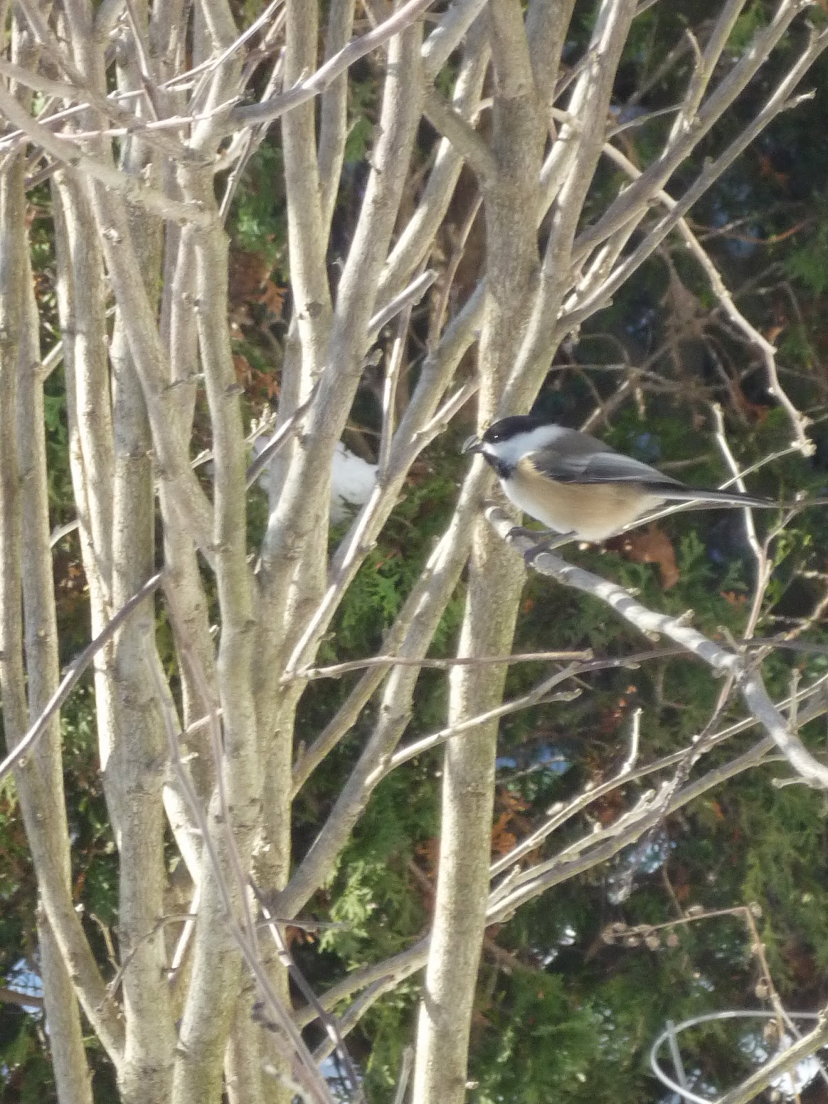 South Burlington birds Birds at peanut feederphotos South
