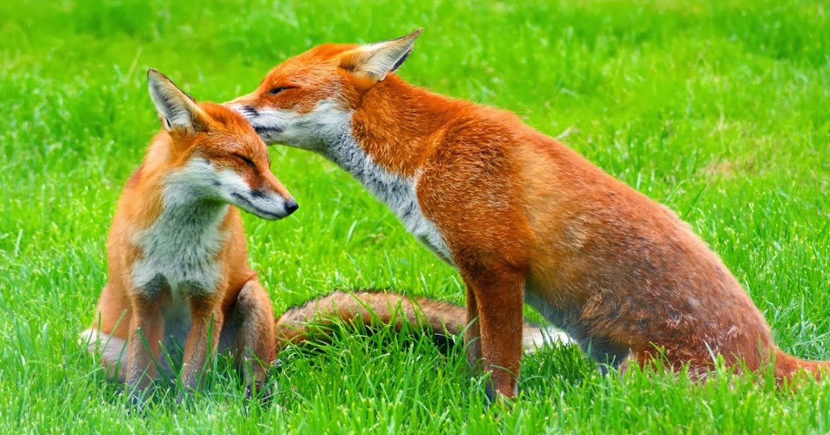 Red fox - Pets