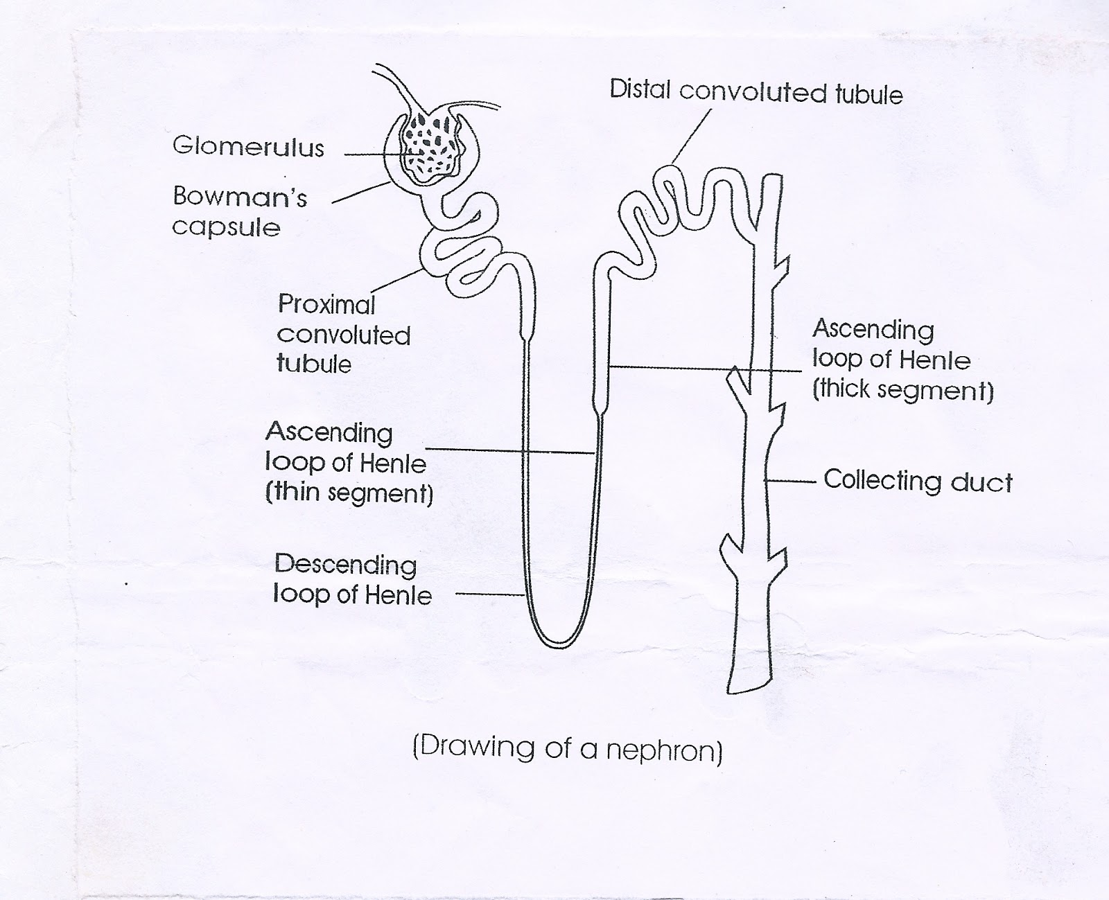 Biology nephron diagram | 10TH F