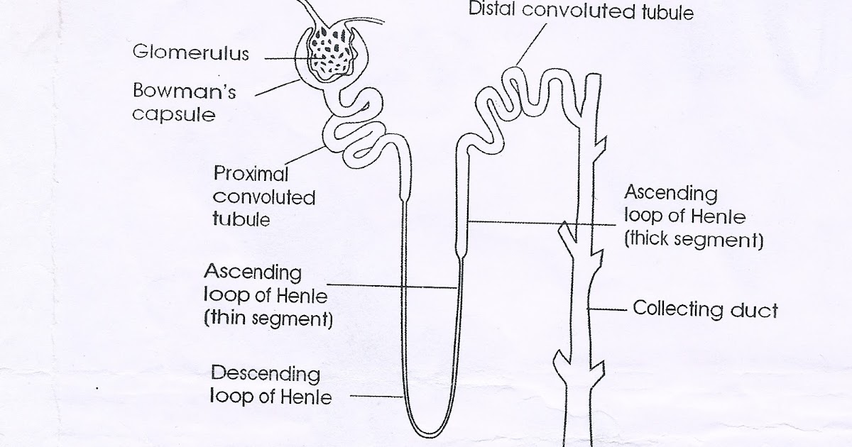 10TH F Biology nephron diagram
