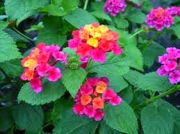 Lantana camana (tembelekan)